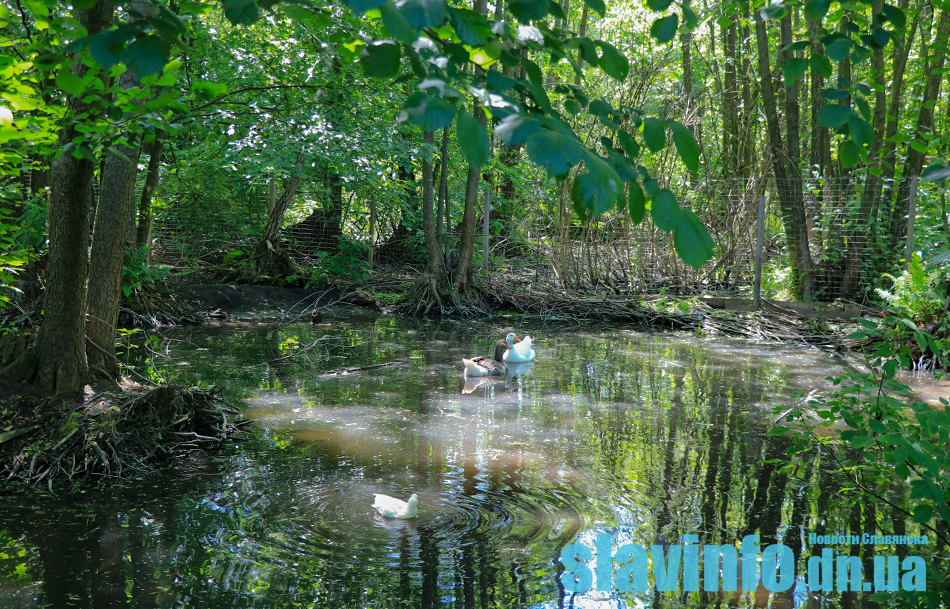 dendrapark yampolʹ61