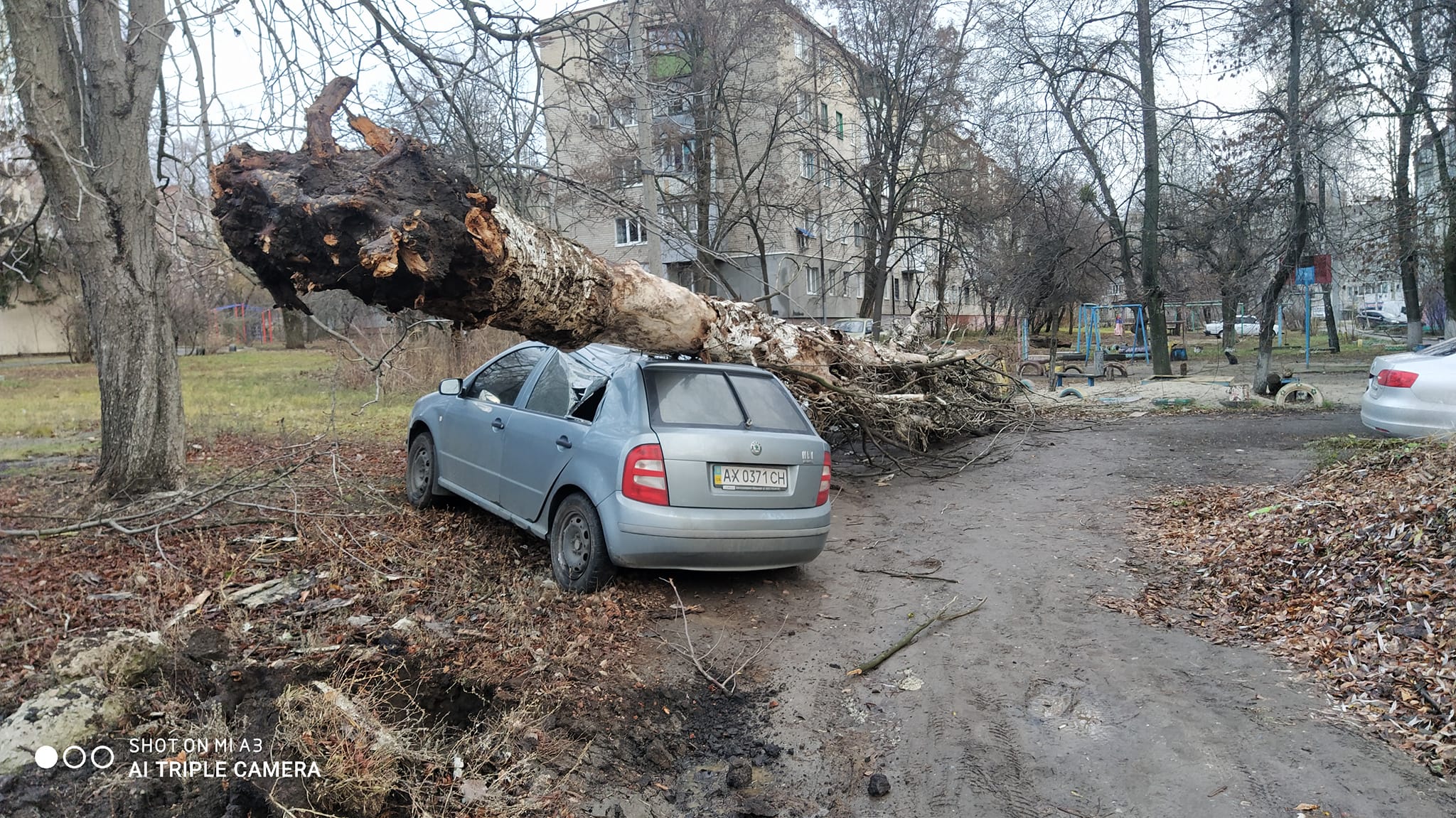 дерево упало фото