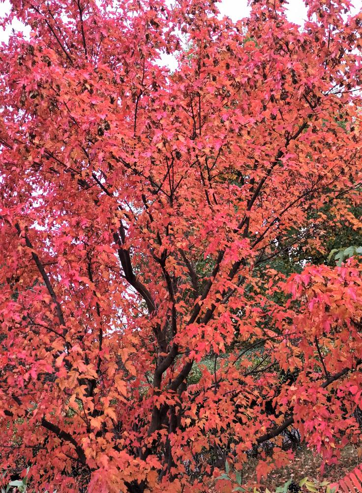 559364295 1876116842978757 4531660115909377636 n