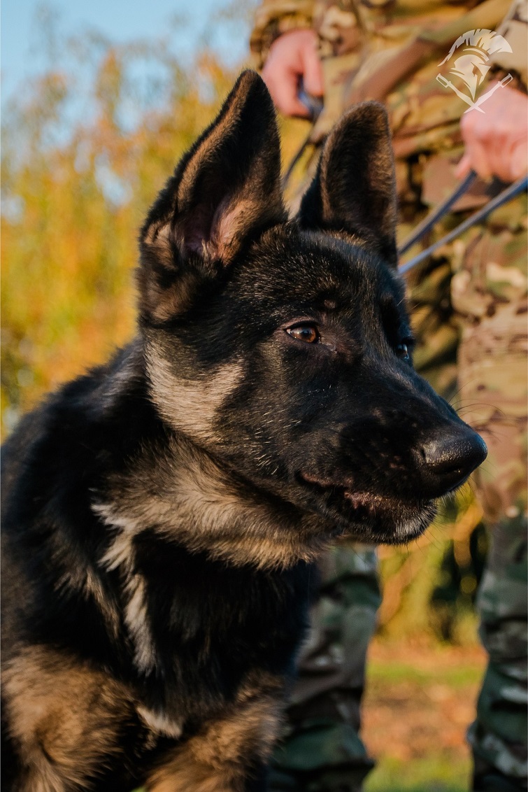 577796031 1164996982477162 6512303757056297822 n