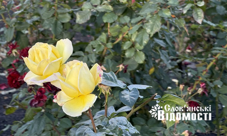 photo 2025 12 05 16 53 17