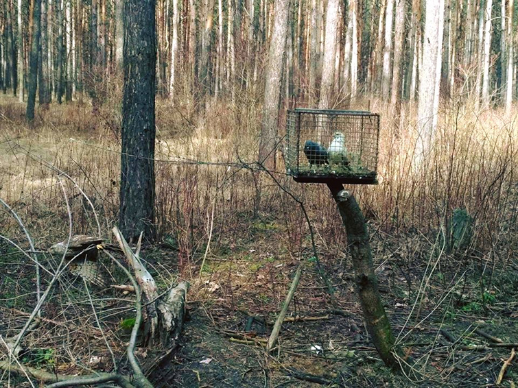 Фото с ловушек за июнь. Хитрые ловушки. Дробышевский лесхоз. Хитрых Силков. Иванова хитрая ЛОВУШКА.