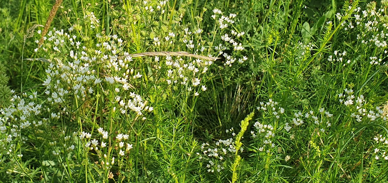 svyatogorsk5
