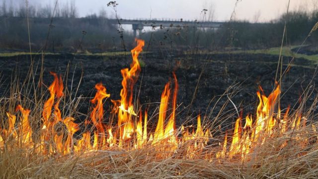 Чому не можна спалювати траву, очерет та листя і до чого це призводить