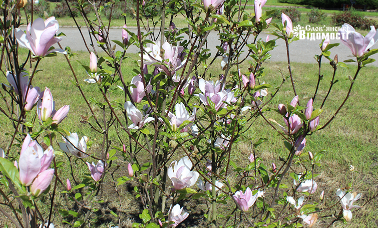 magnolii04052023 3