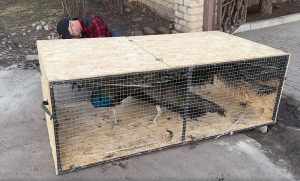 З контактного зоопарку Слов’янська почали евакуйовувати птахів