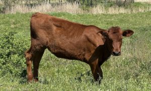 Чи можливо евакуювати корів та кіз: життя на валізах у Микільському Святогірської громади