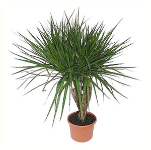 Неприхотливые растения для вашего дома