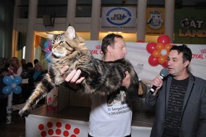 В Краматорске 5-6 ноября прошла выставка кошек
