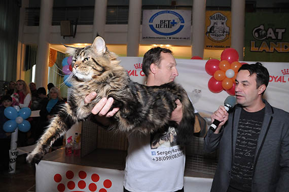 В Краматорске 5-6 ноября прошла выставка кошек