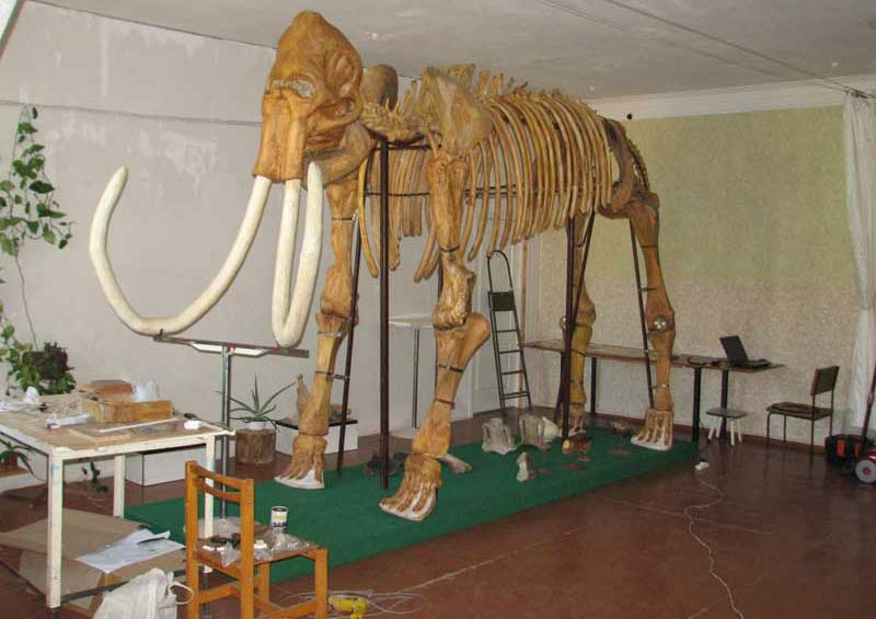 В Краматорске собран уникальный скелет мамонта