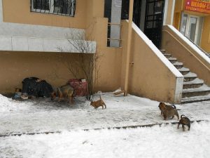 В Славянске уличная дворняжка с семью щенками стали любимцами горожан