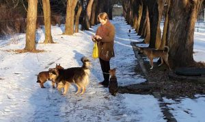 Дикие собаки на Славянском курорте оказались упитаными, здоровыми и радостными