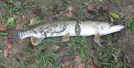 Где и за сколько можно порыбачить в окрестностях Краматорска