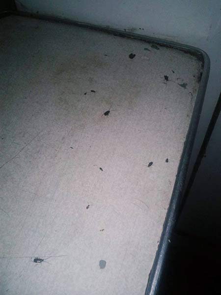 Поезд «Харьков-Лисичанск» кишит тараканами