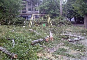 На Артема проводят массовые вырубки деревьев вандальным способом