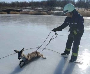 Застряла на льду водоема: в Краматорске спасли раненую косулю