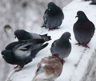 Приметы на 21 февраля: что категорически нельзя делать на Захария