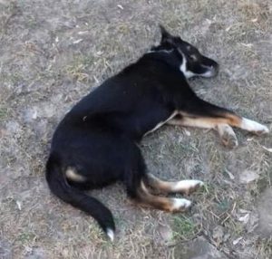 Сегодня щенок – завтра человек: в Славянске расстреляли собаку