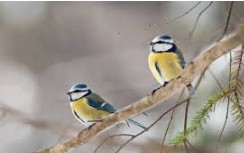 Приметы на 11 февраля: что категорически нельзя делать в Лаврентьев день