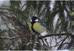 Приметы на 12 февраля: что категорически нельзя делать в Васильев день