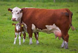 Увага! Продовжується виплата дотацій на молодняк: хто, як і скільки можна отримати