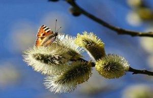 Что каждому Знаку Зодиака нужно сделать в апреле 2019 года: советы астрологов