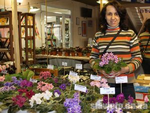 Фиалки, бегонии и стрептокарпусы: в Славянске проходит выставка коллекционных цветов. Фото