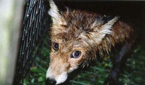 Супрун взялась за животных, – ЖЕСТКОЕ ВИДЕО