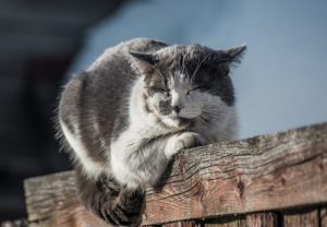 Приметы на 4 марта: что нельзя делать в первый день Масленицы