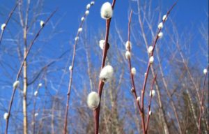 Приметы на 13 марта: что категорически нельзя делать