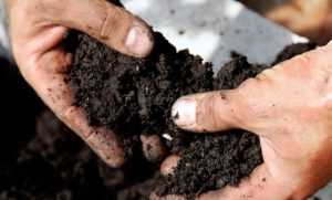 Ученые установили, что в украинских грунтах не хватает важного елемента