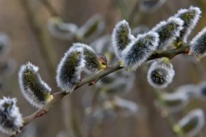 Масленица, Международный женский день и Великий пост: На какие даты стоит обратить внимание в марте