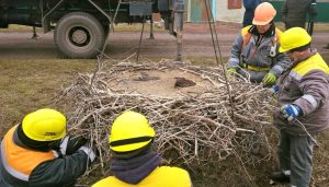 “Свили” гнездо для аистов: в Донецкой области энергетики установили специальную платформу
