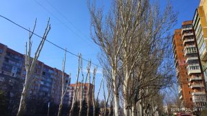 Ни листочков, ни тени: в Славянске боятся остаться только со стволами-обрубками