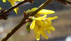 Приметы на 17 марта: что категорически нельзя делать в день Герасима