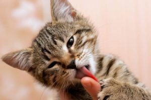 Могут ли коты лечить людей: объяснение ученых