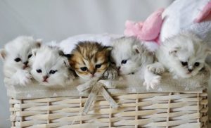 Найти «свою» породу: какая кошка подходит вам по Знаку Зодиака