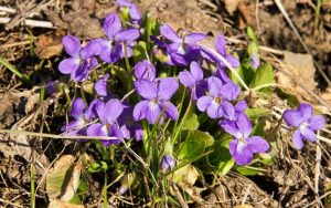 Приметы на 29 марта: что категорически нельзя делать на Саввы