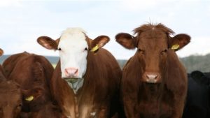 В Украине подсчитали коров, свиней и птицу