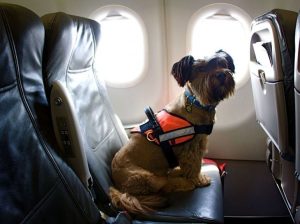 Перевозить домашних любимцев в ЕС станет проще – Госпотребслужба