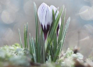 Приметы на 15 марта: что категорически нельзя делать в день Федота