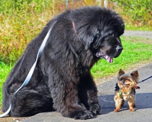 Какая собака подойдет вам по Знаку Зодиака