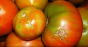 Через карантинного шкідника до України не пустили партію турецьких томатів