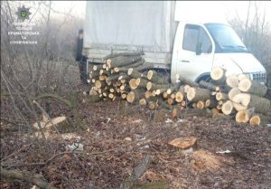 Повертаючись додому з роботи, патрульний помітив, ймовірно, незаконну вирубку насаджень та викликав колег