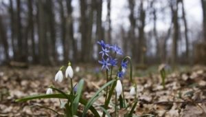 Приметы на 14 марта: что категорически нельзя делать в день Евдокии