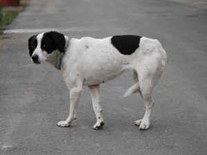 В двух опросах о бездомных животных пока побеждают сторонники гуманизма