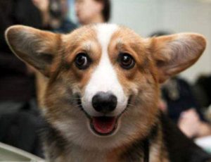 В Славянске в 10 раз увеличивается финансирование на отлов и стерилизацию бездомных животных