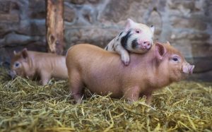 В Украине выращивать свиней значительно дороже, чем в ЕС