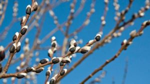 Приметы на 21 марта: что категорически нельзя делать на Весеннее равноденствие